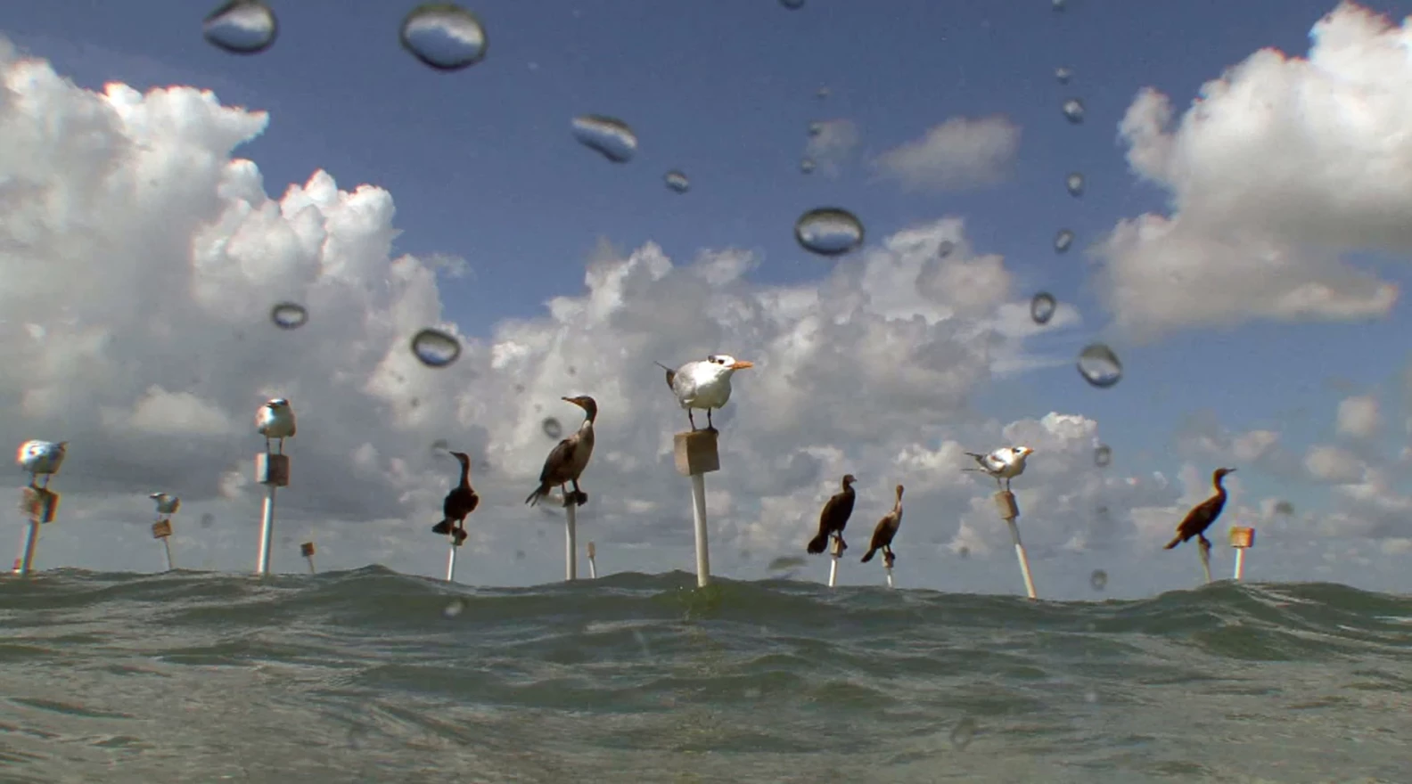 In 2016, scientists planted stakes in seagrass beds in the sanctuary, hoping bird poop would help grasses recovery from damaged caused by boat propellers.